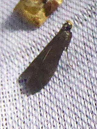 Réf. 323 938 : Eccopisa effractella
